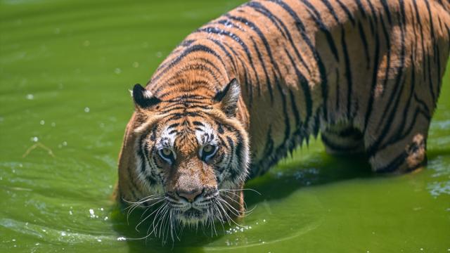 Vietnam'da kuş gribi nedeniyle son iki ayda hayvanat bahçelerindeki 47 kaplan öldü