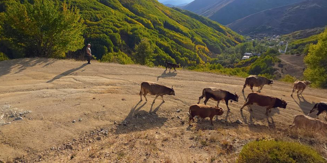 Gümüşhane'de sonbahar renkleri kendini göstermeye başladı