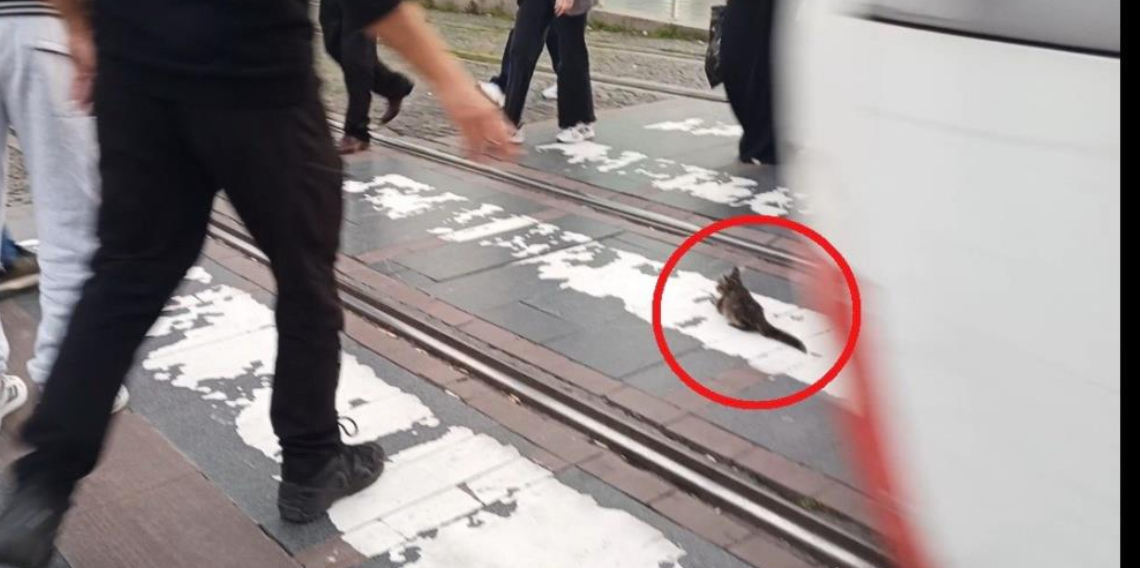 Samsun'da yürekleri ağza getiren anlar
