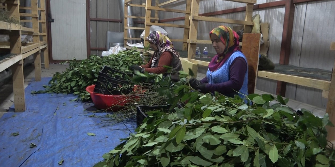 Samsun'da 20 Çeşit Tıbbi Bitki Kurutulup İhraç Ediliyor