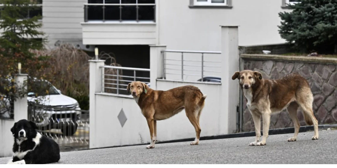 Başıboş sokak köpekleri 'beyaz kanser' tehlikesine yol açıyor