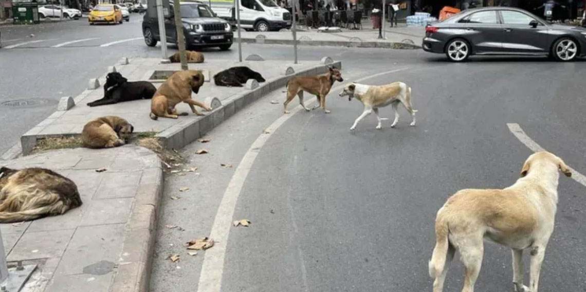 Başıboş sokak köpekleri 'beyaz kanser' tehlikesine yol açıyor