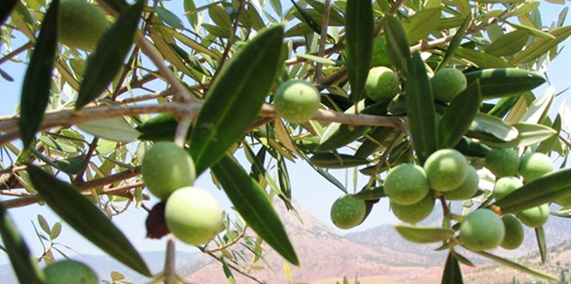  Samsun’da 11 hektarlık alanda yabani zeytin aşılaması yapıldı