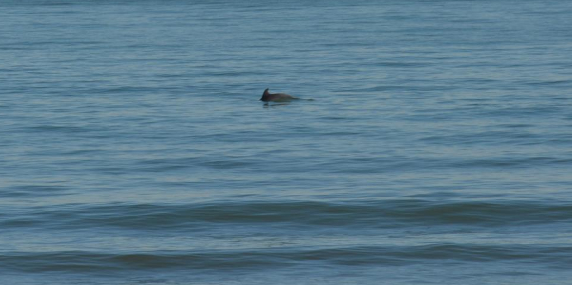 Ordu'da Yunus şöleni: Balık avı kameralara yansıdı