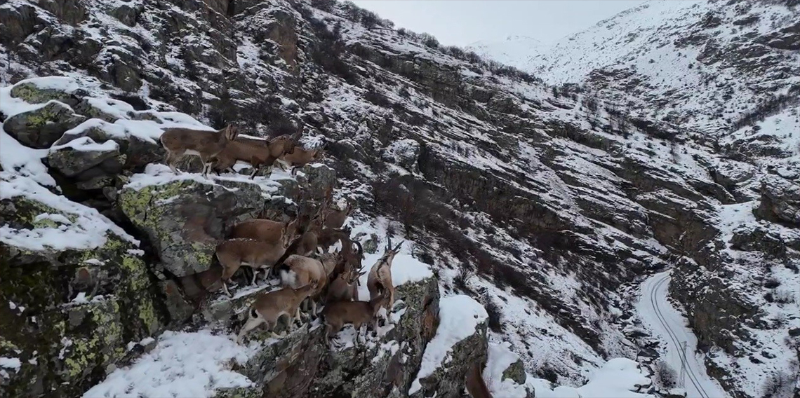 Sürü halinde gezen dağ keçileri Bayburt'ta drone kamerasıyla görüntülendi