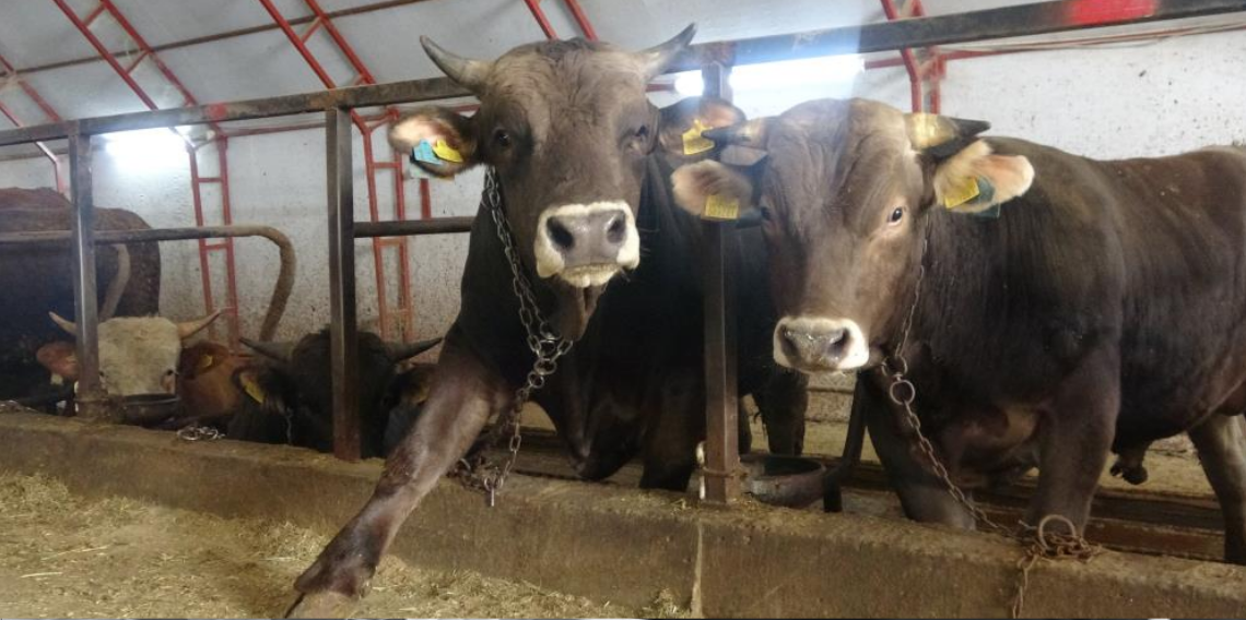 Kurbanlıkta maliyet krizi! Artvin’de besicilerin emeği gölgede kaldı