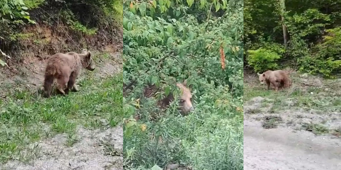 Vatandaşların ayıyla gülümseten sohbeti kameraya yansıdı