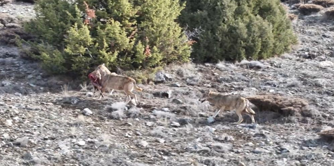 Gümüşhane’de Kurt Sürüsünün Av Taşıdığı Anlar Kameraya Yansıdı