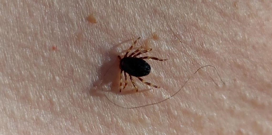 Doğu Karadeniz'de kene sezonu sakin geçiyor