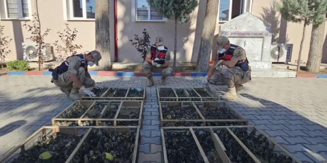 Suriye’ye götürülmek istenen 2 bin 114 saka kuşu yakalandı: 19,8 milyon TL ceza