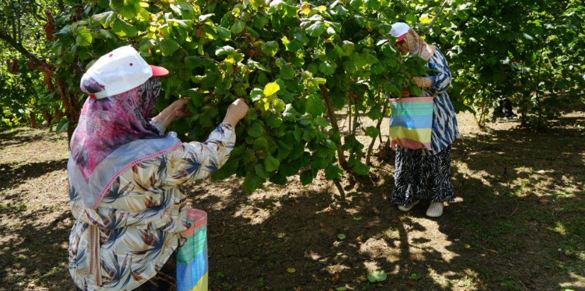 Yeşil altında orta kesim hasadı başladı: Samsun'da 115 bin ton fındık bekleniyor