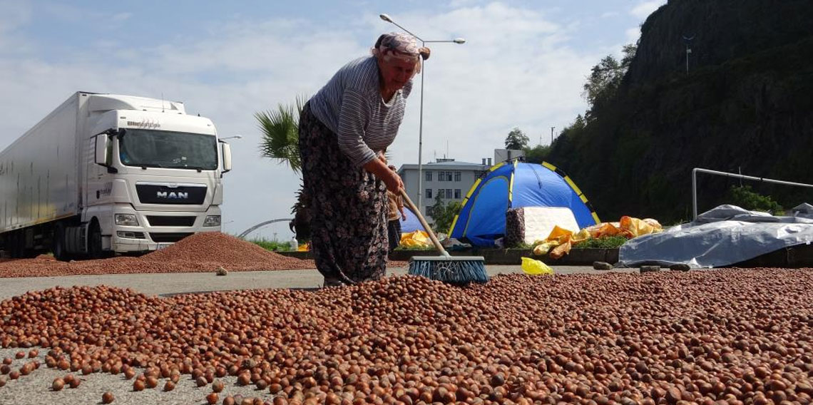 Fındık hem randıman hem de rekolte olarak üreticiyi yanılttı