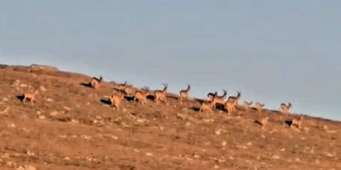 Çengel boynuzlu dağ keçi sürüsü, cerrahın objektifine yakalandı