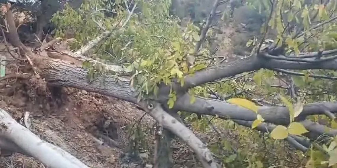 Giresun’un yarım asırlık ceviz ağaçları kesildi!