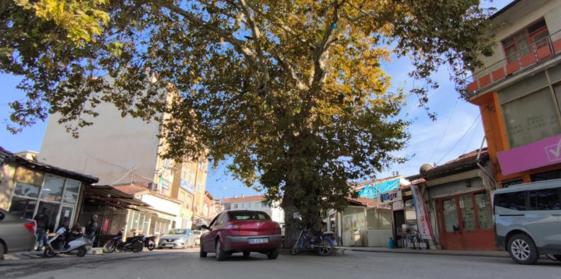 Bir zamanlar darağacı olarak kullanıldığı rivayet edilen çınar, ilçenin simgesi oldu