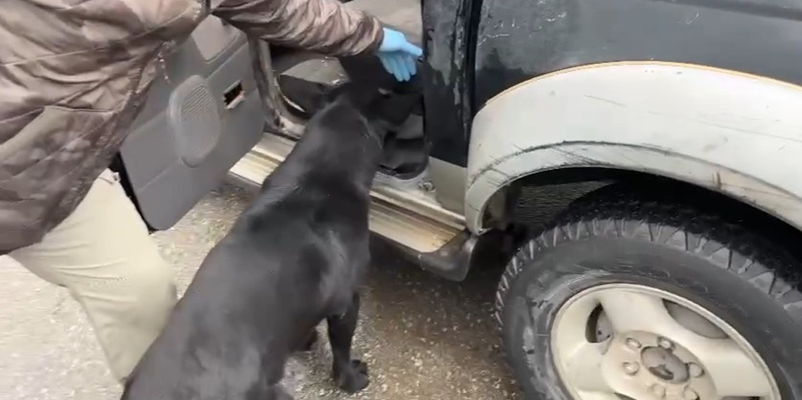 Samsun'da Narkotik dedektör köpeği Tony, araçtaki zulada eroin ve metamfetamin buldu