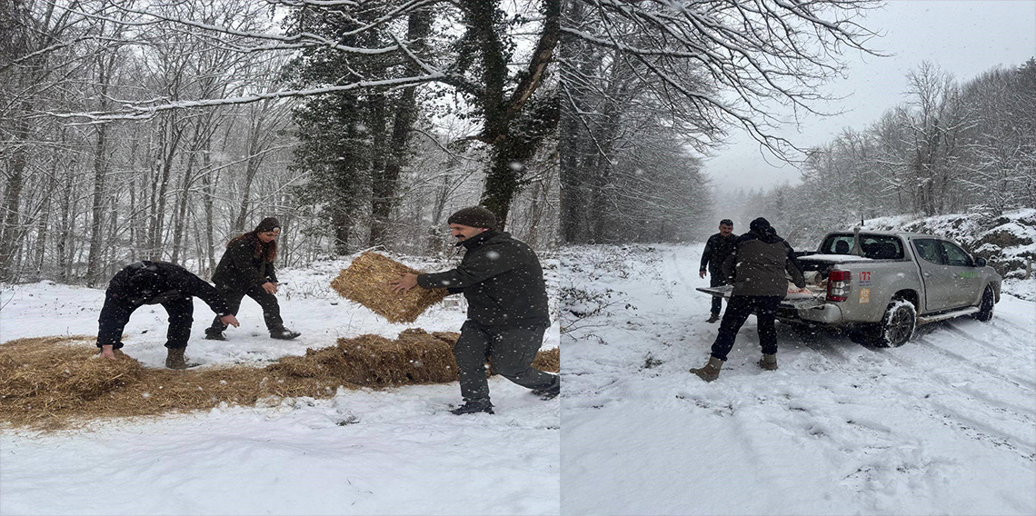 Yenice'de yaban hayvanları için doğaya yem bırakıldı