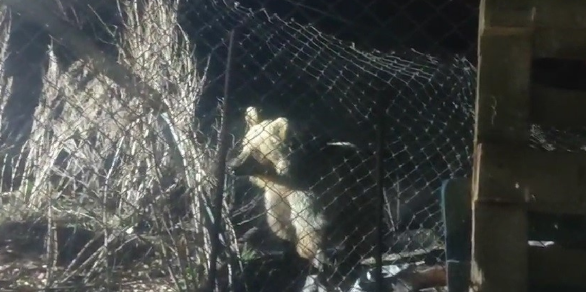 Bayburt'ta şantiye alanına inen ayı vatandaşın sesini duyunca böyle kaçtı