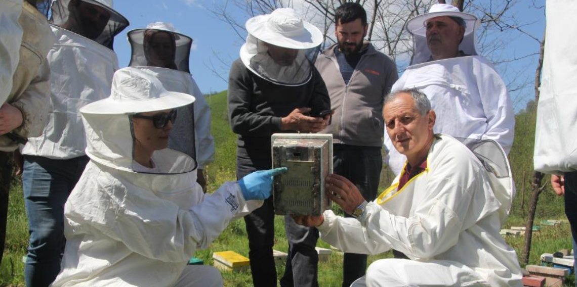 Ordu'da kraliçe arı hamlesi: Arıcılar hem üretecek hem satacak