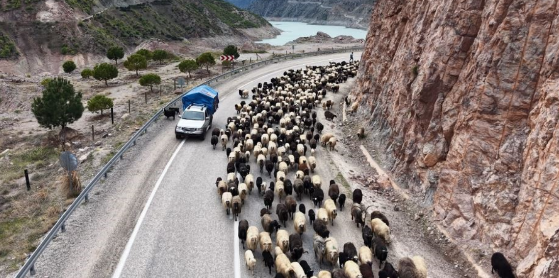 Artvin’de Yayla Göçü Başladı: Karayolunda Zorlu Yolculuk ve Tehlikeli Anlar