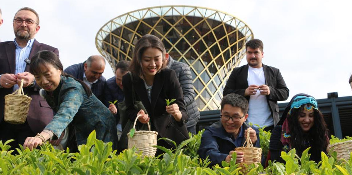 Çin'den gelen akademisyenler Rize'de çay topladı