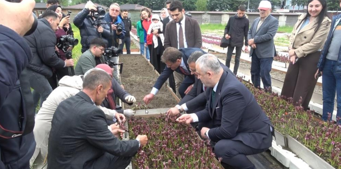 Doğadan tarlaya salep yolculuğu Samsun’da büyüyor