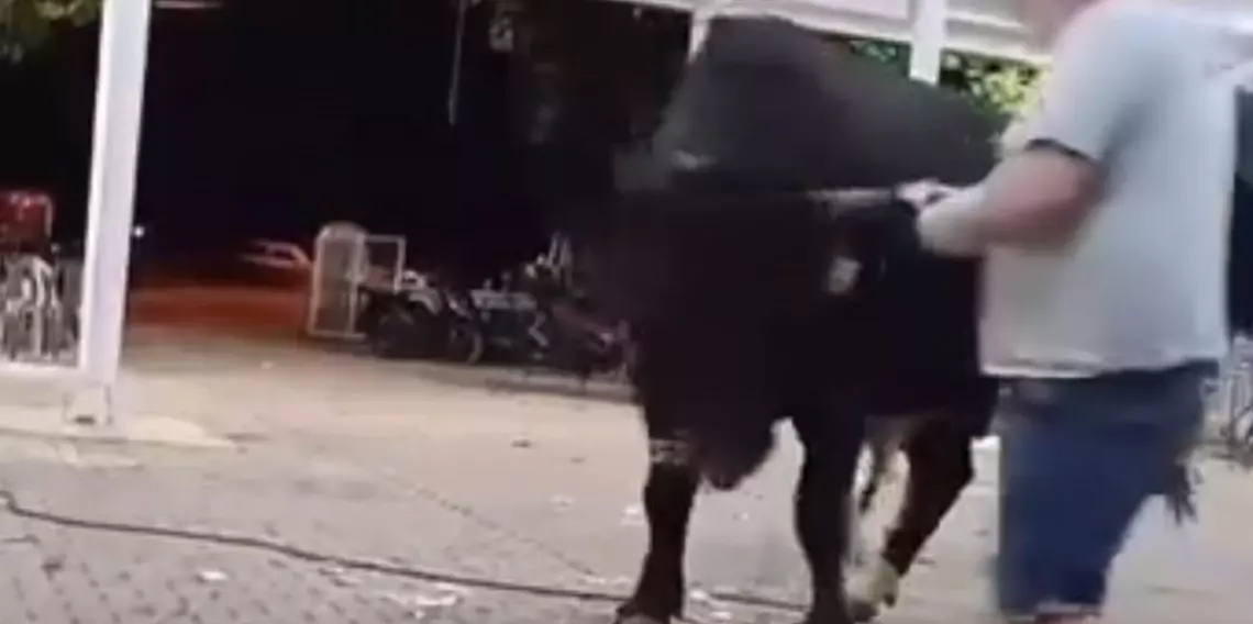 Tanıtımı yapılan boğaya para atarken boynuz darbesiyle yaralandı