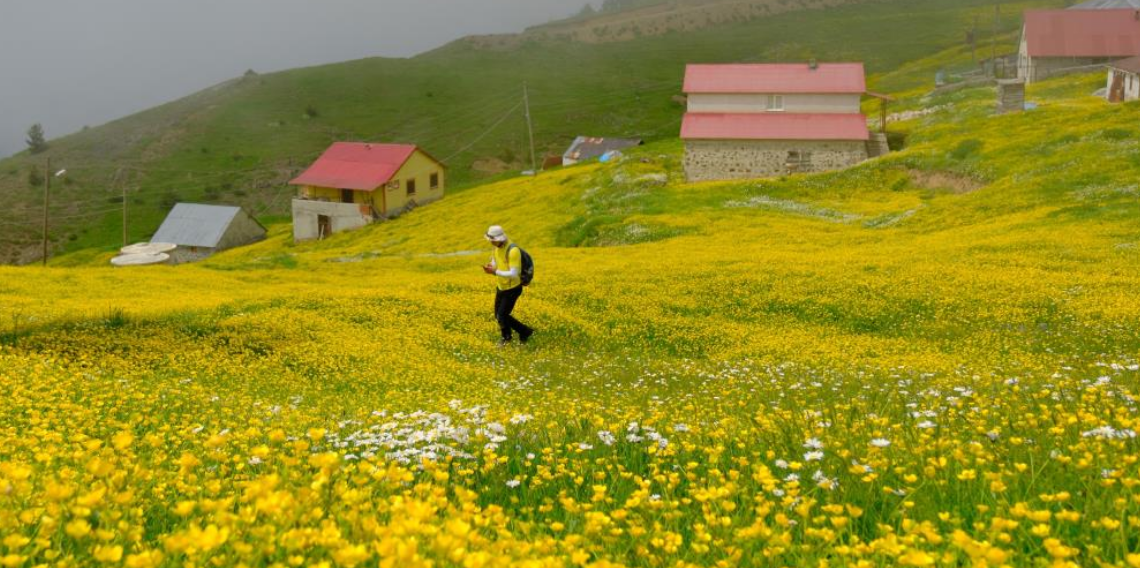 Gümüşhane yaylaları çiçek tarlasına dönüştü