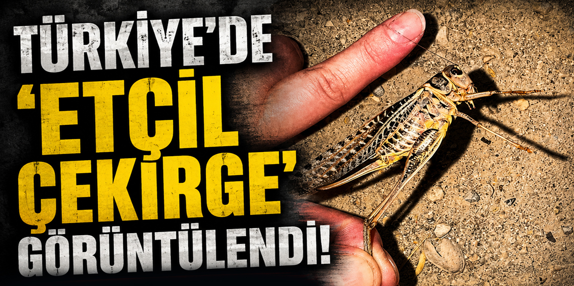 Türkiye'de dev etçil çekirgeler görüldü