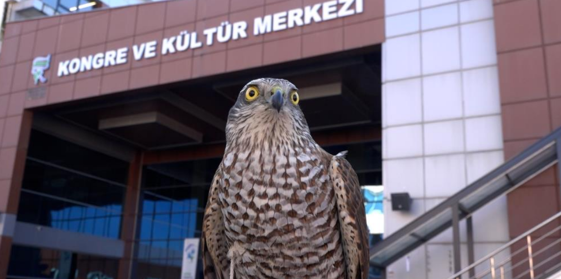 Rize'ye gelen öğrenciler ‘atmaca kültürü' ile tanıştı