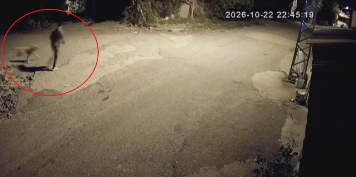 Motosikletle gelip köpeği çalan hırsızlara sitem: 