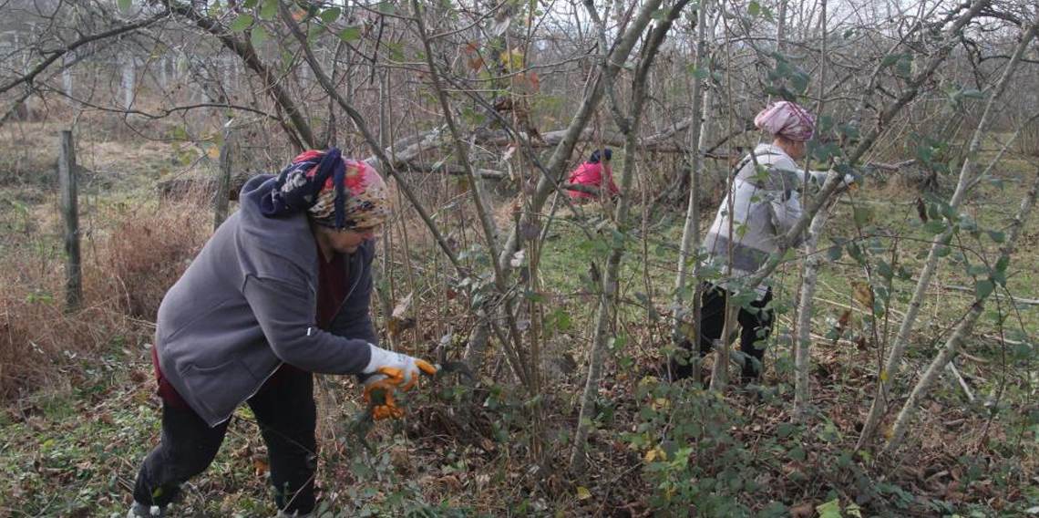 Ordu'da fındık bahçelerinde kış bakımı başladı