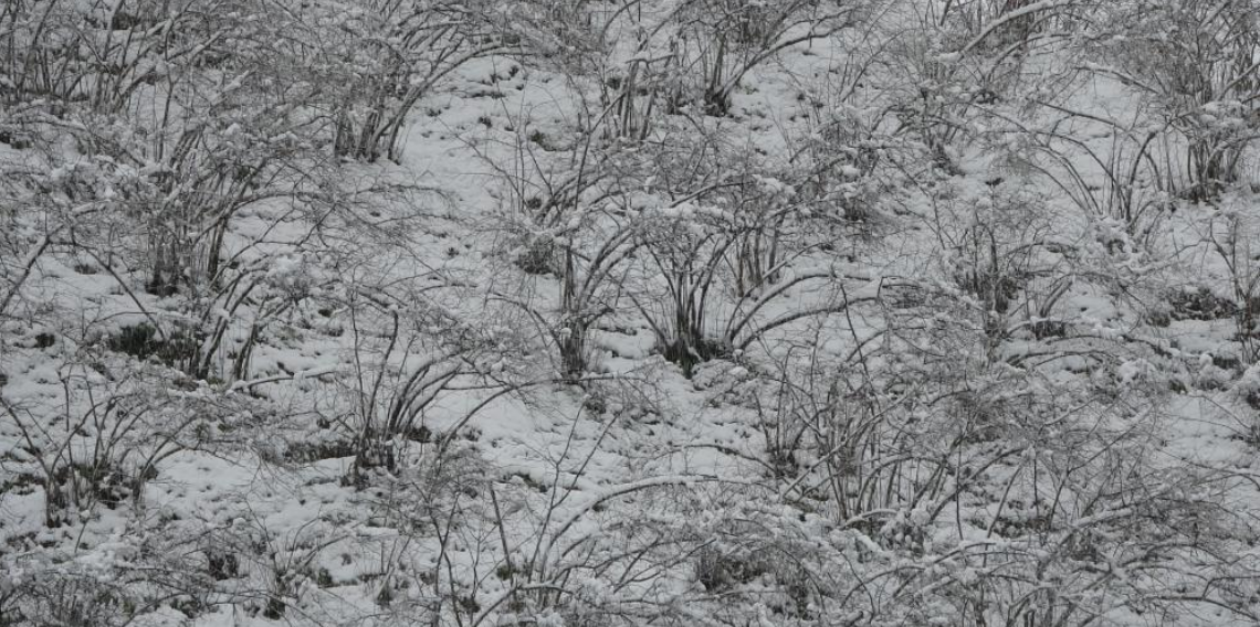 Ordu’da Zirai Don Uyarısı Üreticiyi Tedirgin Etti
