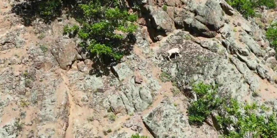 Nadir rastlanılan beyaz dağ keçisi kendisini Artvin'de gösterdi