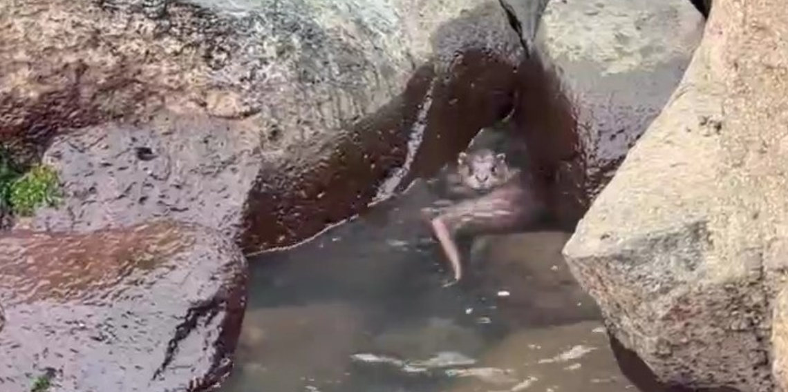 Ordu'da Su Samuru Sürprizi! Kayalıklar Arasında Balık Avladığı Anlar Kameraya Yansıdı