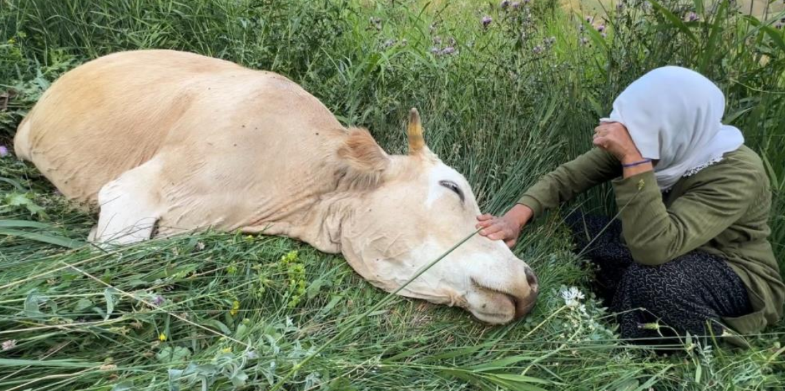 Yüksekova'da yürek yakan görüntü: 