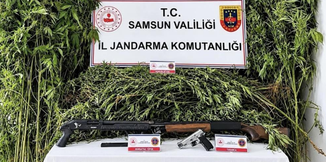 Jandarma tarlada ekili 756 kök kenevir ele geçirdi