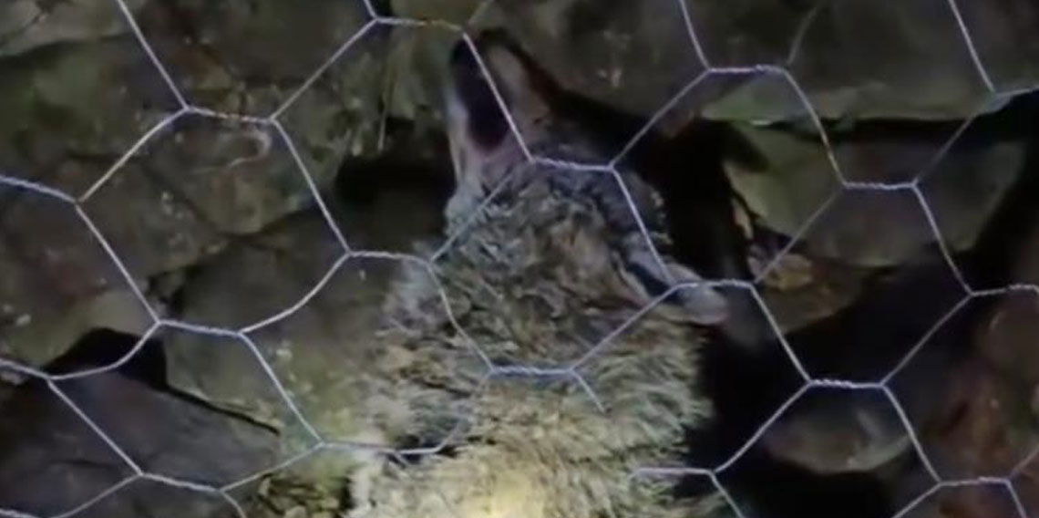 Koyun sürüsüne saldıran kurta çoban köpekleri geçit vermedi