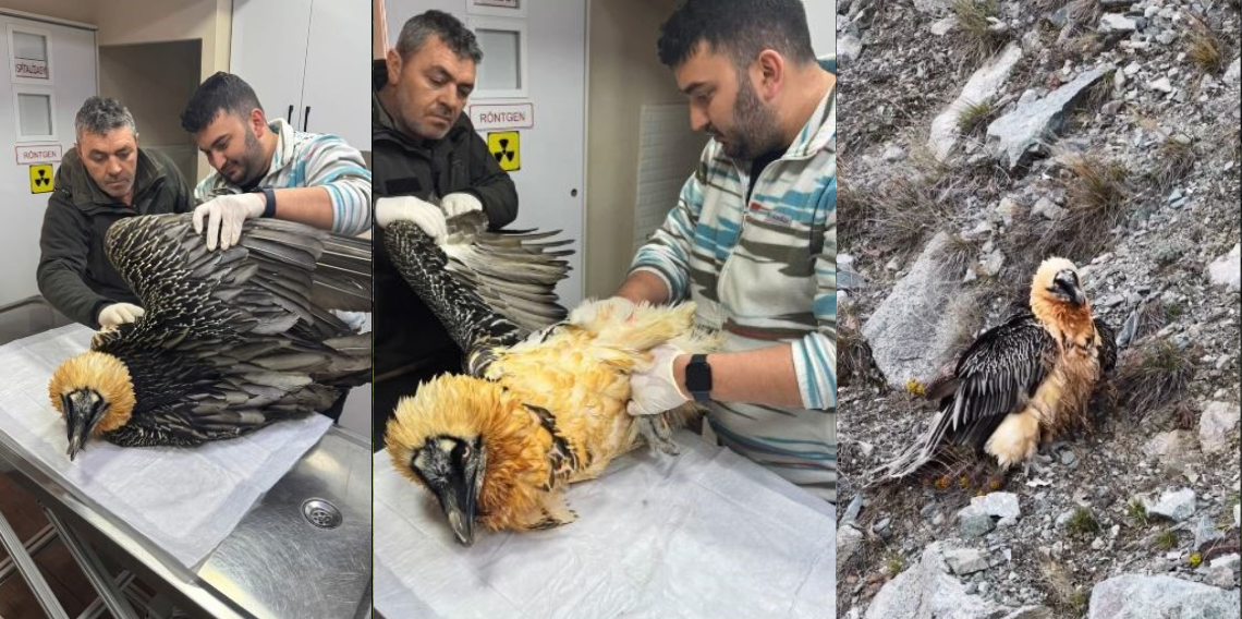 Artvin’de Yaralı Sakallı Akbaba Kurtarıldı: GPS Takılarak Doğaya Salındı