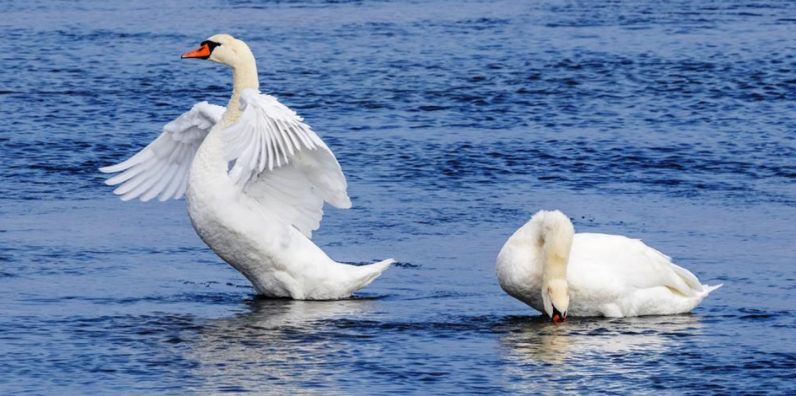 Savcıdan Doğaya Sanat Dokunuşu! Vedat Soğukpınar’ın Yaban Hayatı Kareleri Büyülüyor