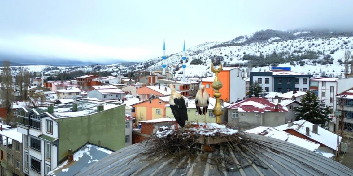 Tokat’ın Başçiftlik ilçesine 25 yıl sonra dönen leylekler, nisan ayında kar altında kaldı