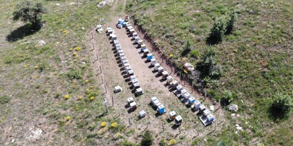 Bayburt'un bin 850 rakımlı yaylasında doğal bal üretiliyor!