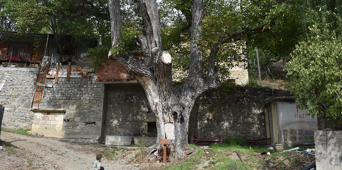 Gümüşhane'deki anıt ağaç 580 yıldır ayakta