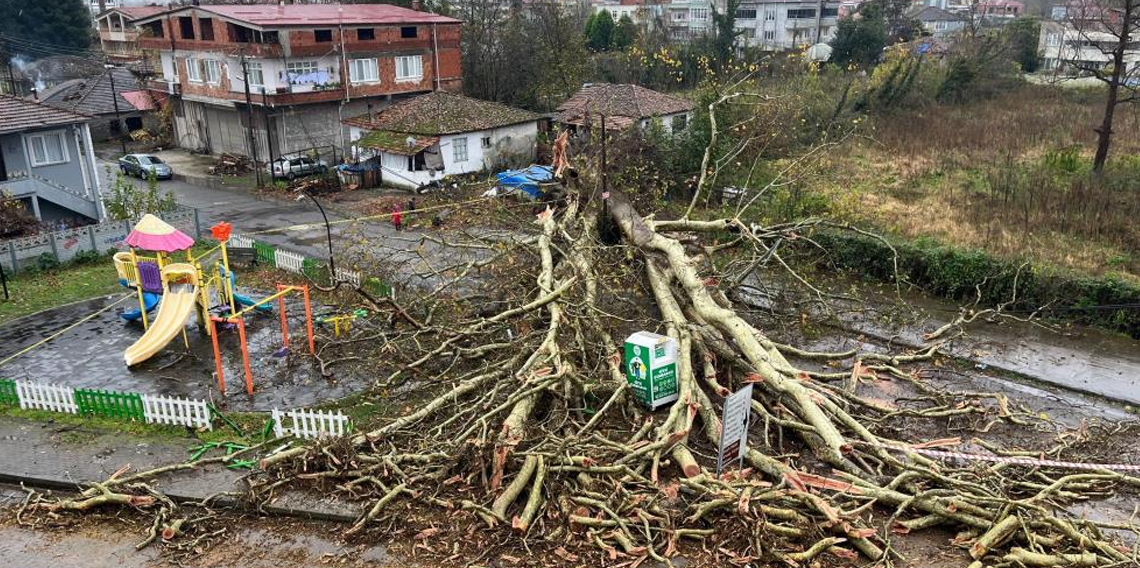 Samsun'da Anıt ağaç, fırtınada yıkıldı