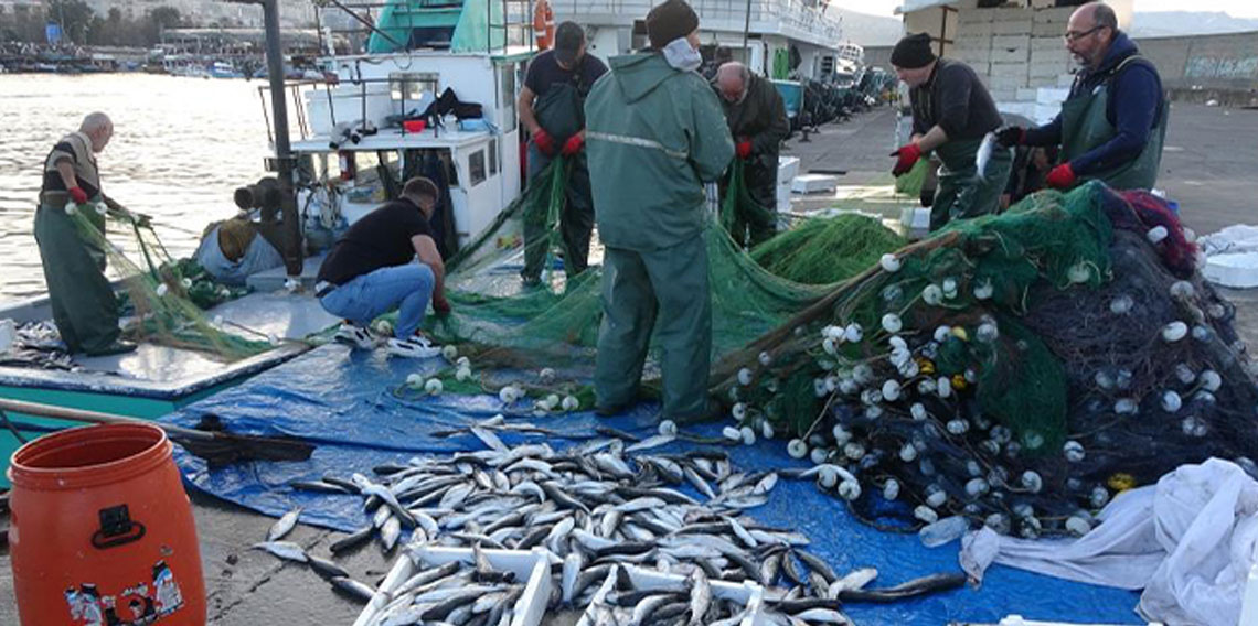 Karadeniz’de tarihi bereket: Kefal avında rekor kırıldı!