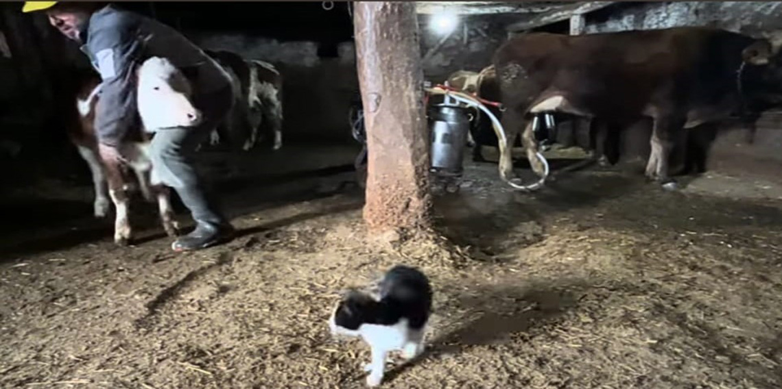 En renkli ahır bakımı: Hayvanlarını böyle yetiştiriyor