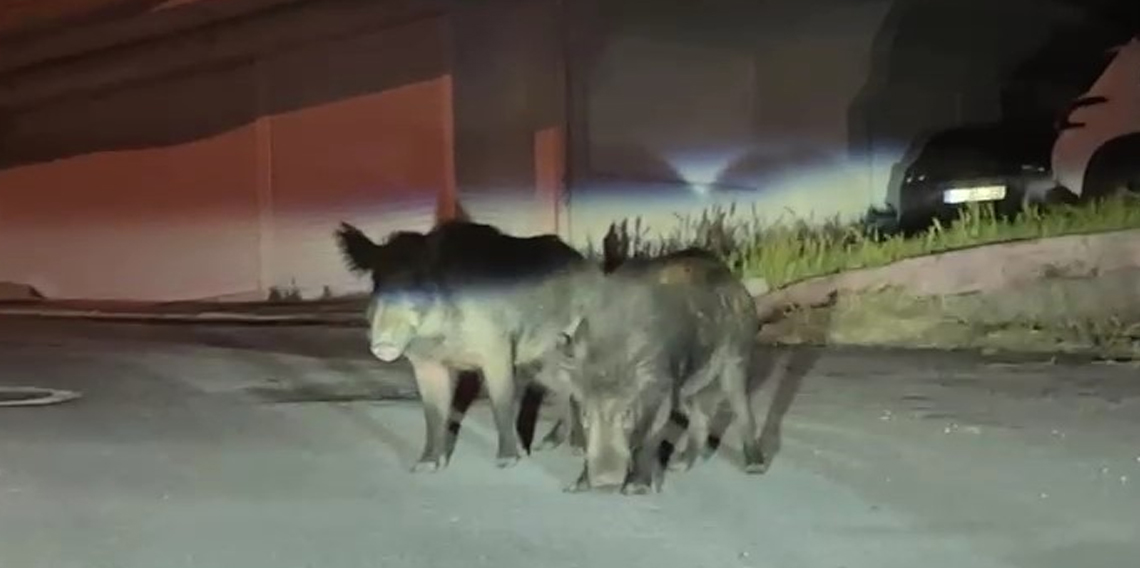 Ordu'da aç kalan yaban domuzları sokakları mesken tuttu