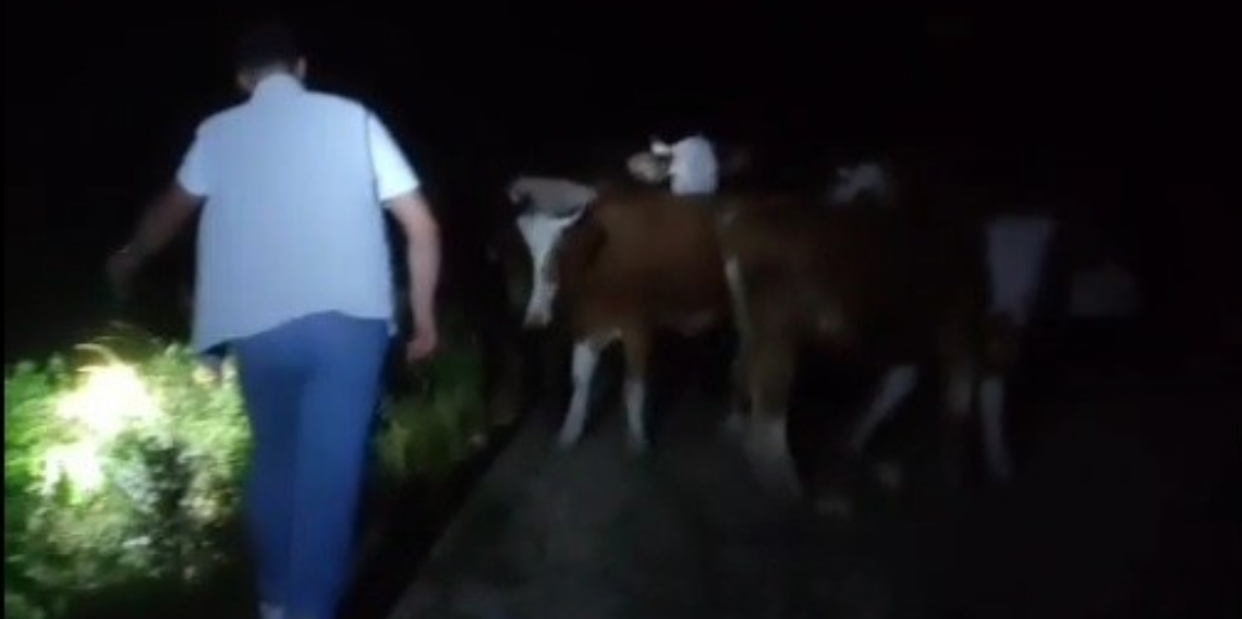 Bayburt’ta kaybolan 13 inek dağda bulundu: Sahipleri gece yarısı aradı