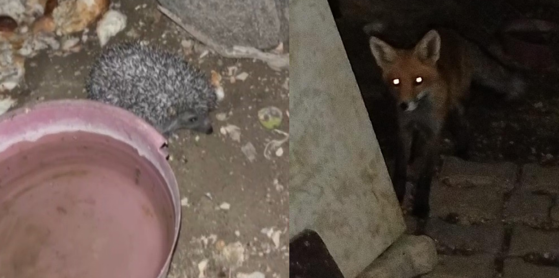 Bayburt'ta tavuklara bırakılan suya önce tilki şimdi de kirpi dadandı