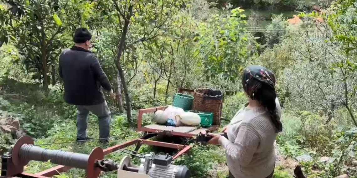 Asırlık zeytin ağaçlarından hasat başladı